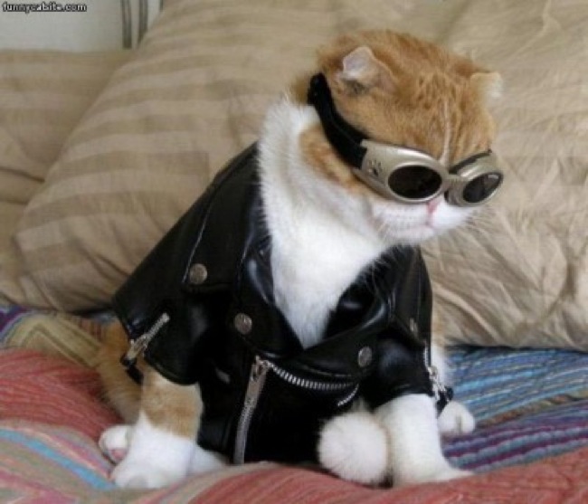 Die Aviator Katze
