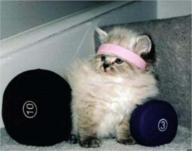 Fitness Instructor Cat