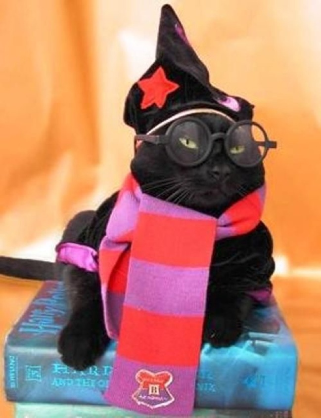 Die Harry Potter Katze