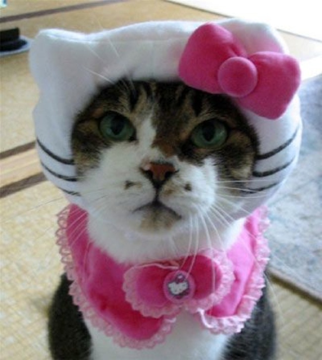 Hello Kitty Kat