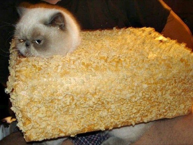Die Rice Krispies Katze