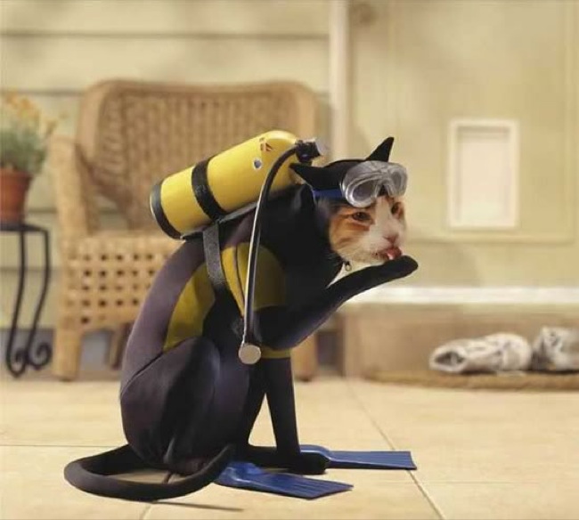 Scuba Cat