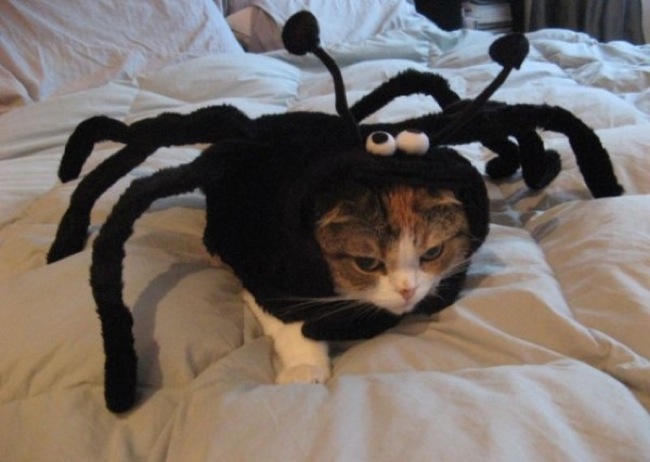 Spider Cat
