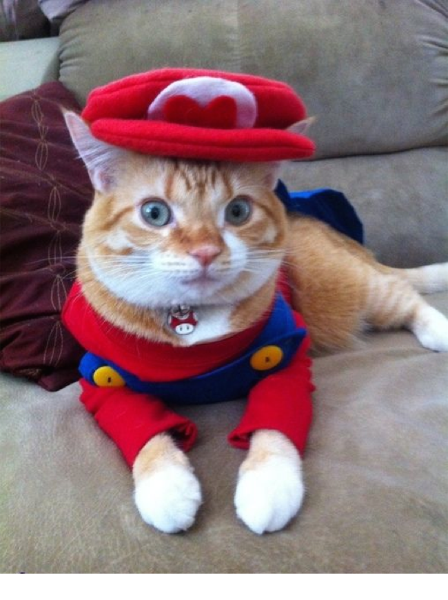 Die Super Mario Katze