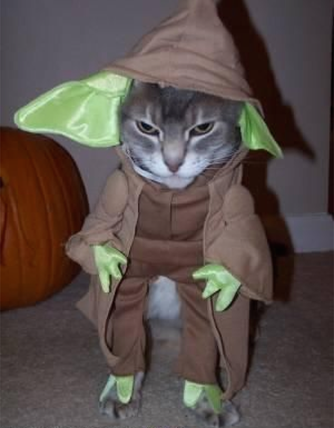 Die Yoda Katze