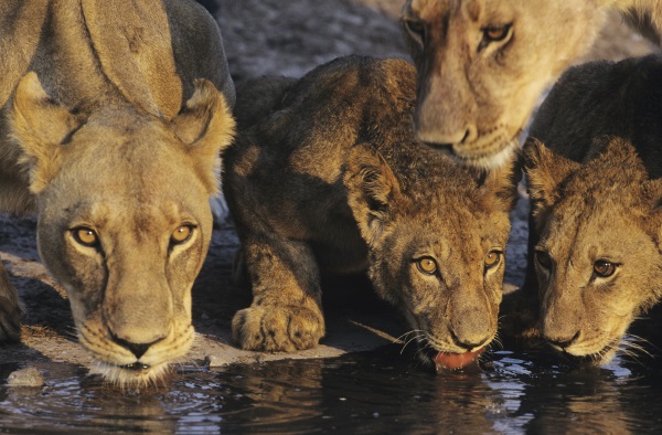 Safaris und Wildflife in Afrika